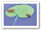 two frogs Two frogs on a lily pad
