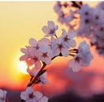 blossom blossoms