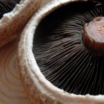 portobello portobello mushroom