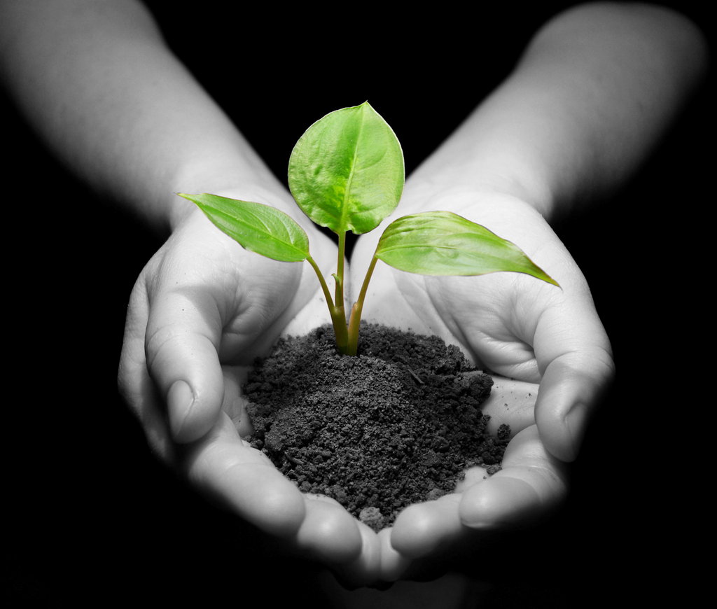 plant_in_hands.jpg